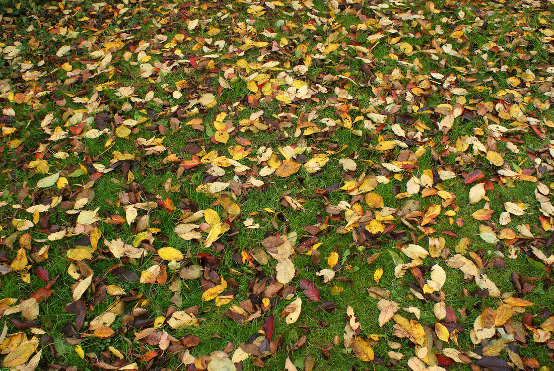 Efterår hos Leopold's Rullegræs