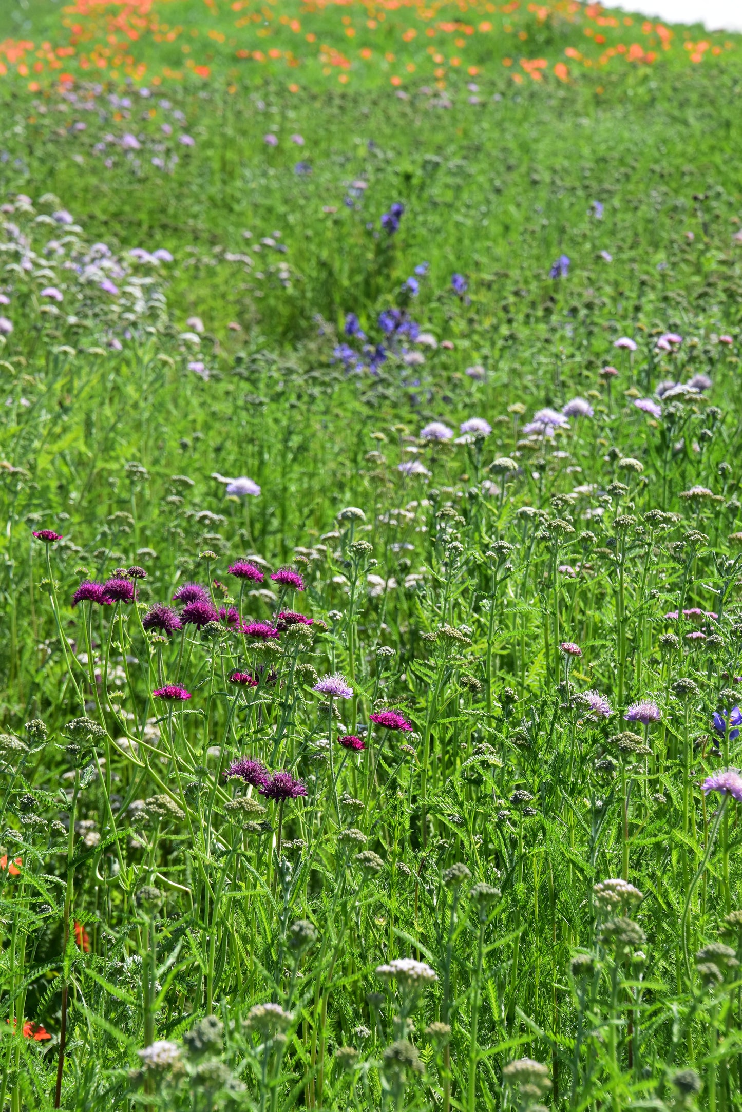 Staudemåtter - Blomster eng - uden gule blomster