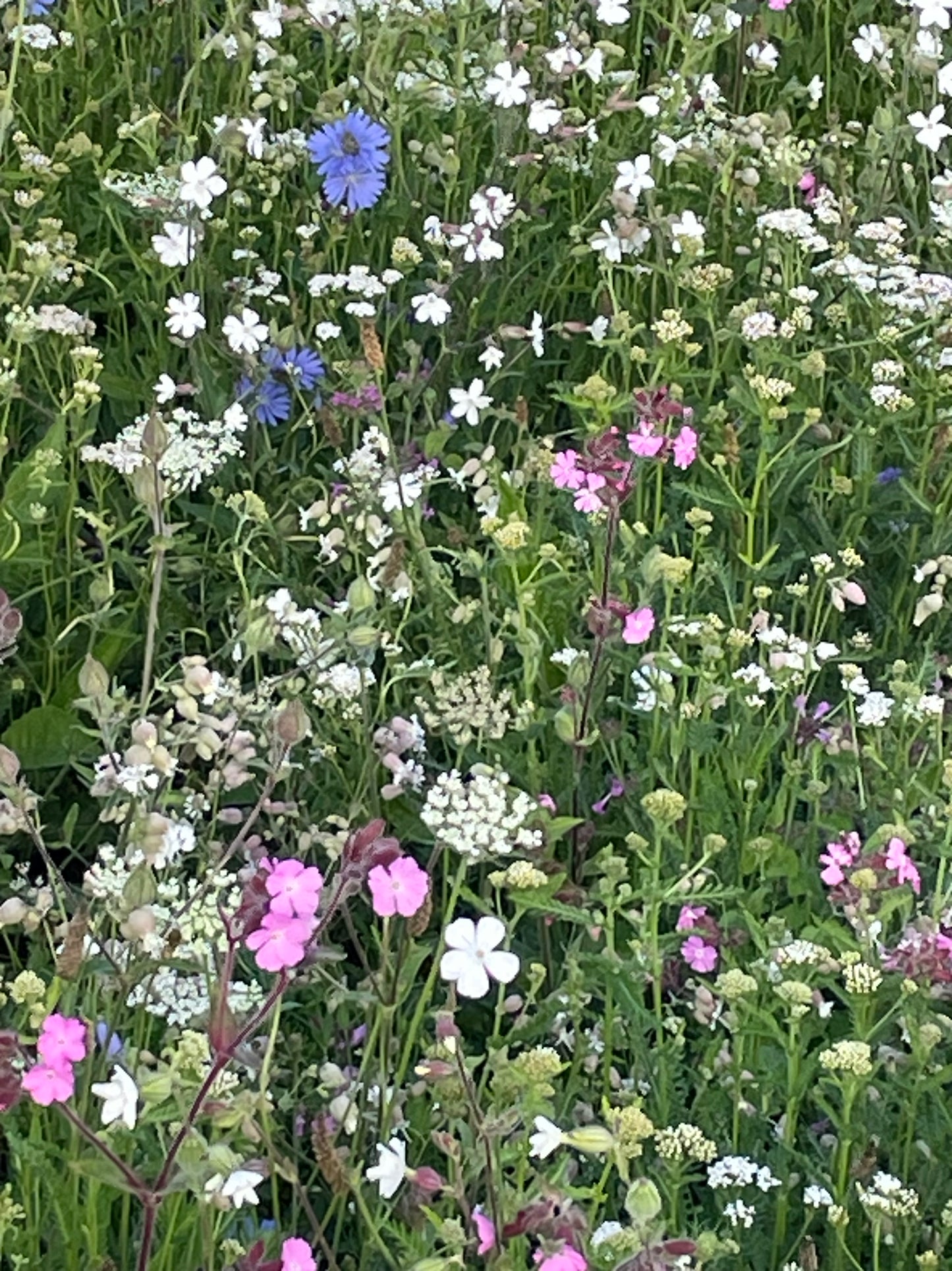 Staudemåtter - Blomster eng - uden gule blomster