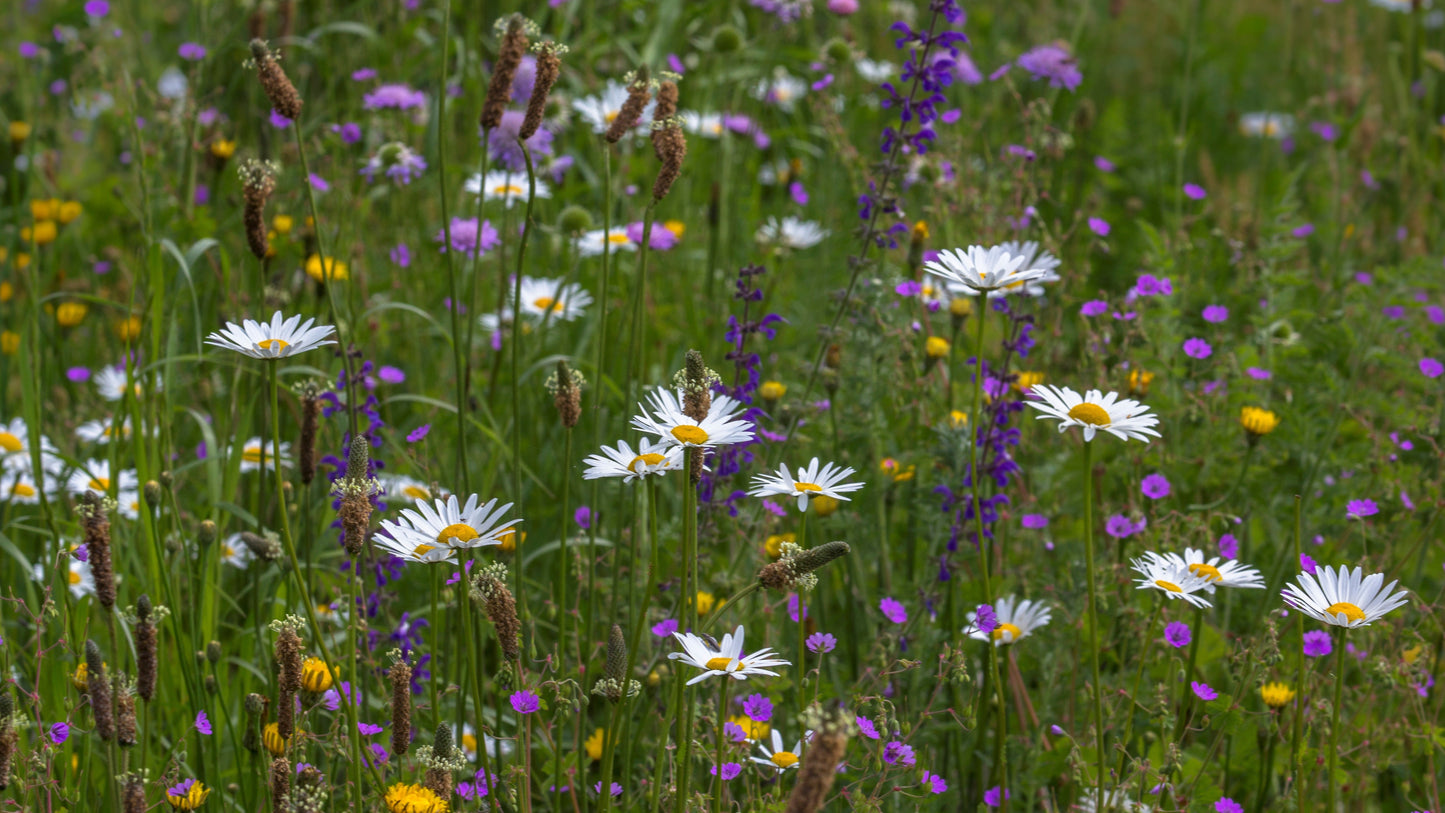 Blomstermåtte - CRUYDT - HOECK