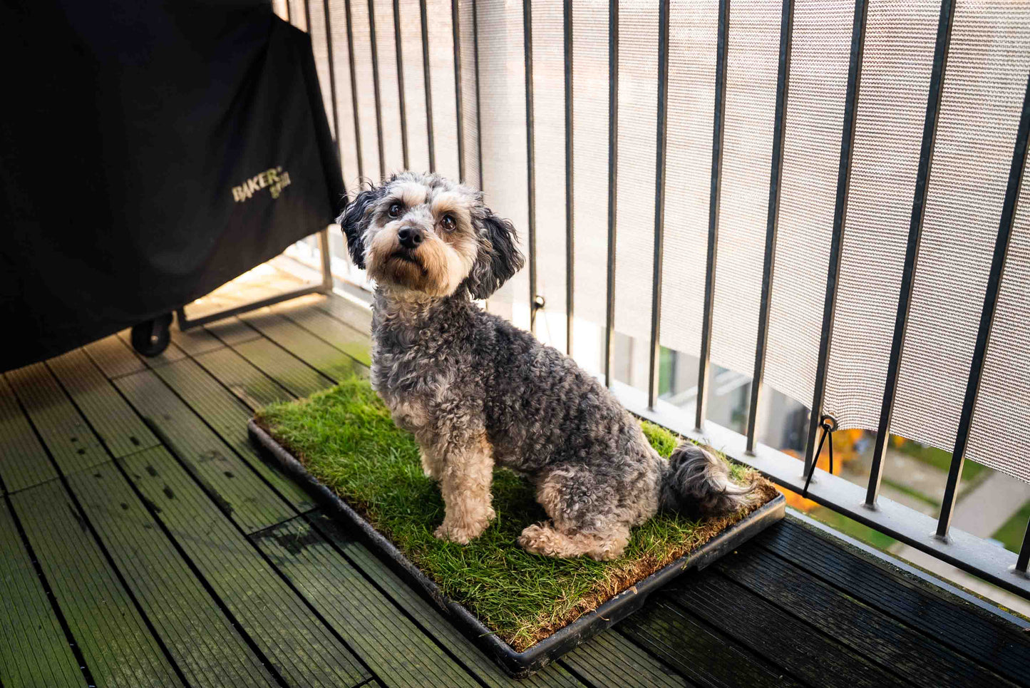 Hundegræs