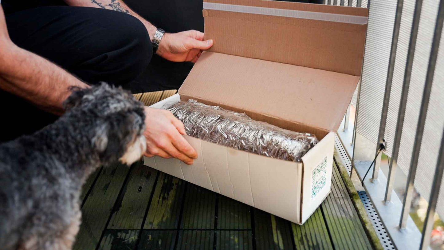 Hundegræs